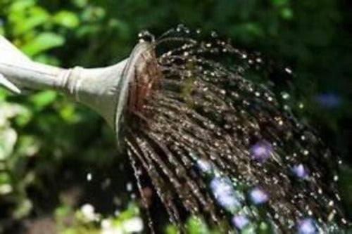 Everbearing Strawberry Plants. Fast growing easy to plant Everbearing Strawberry plants for sale. Plant everbearing Strawberry Plants in a Fabric Grow Bag and enjoy easy gardening free of pests and animals.