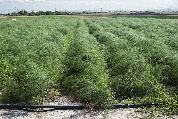 3 year Millennium asparagus roots planted in garden soil, perennial asparagus variety known for high yields. Live asparagus plants ready to plant.