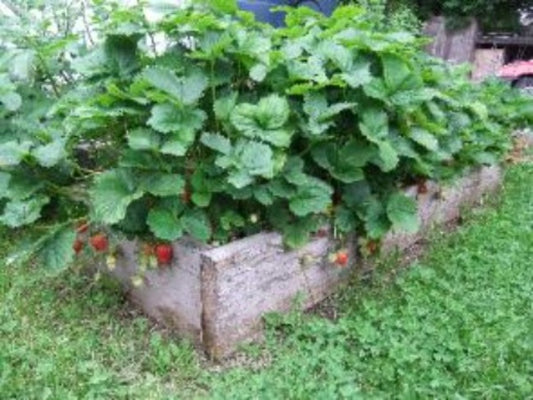 Everbearing Strawberry Plants For Sale- Where to buy the best Everbearing Strawberry plants? Buy now