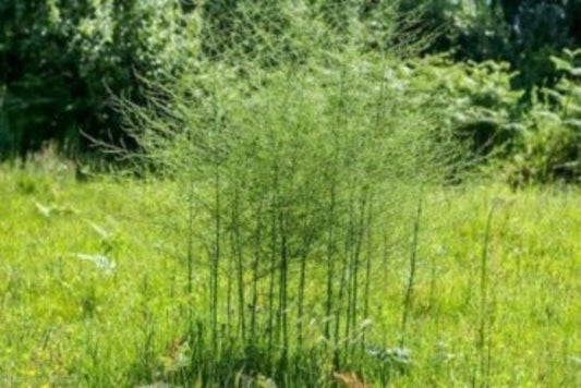 Asparagus are easy to grow. Just plant and gardening is done. Buy several 1 year takes 3 yrs before harvest. So plant many and just garden.