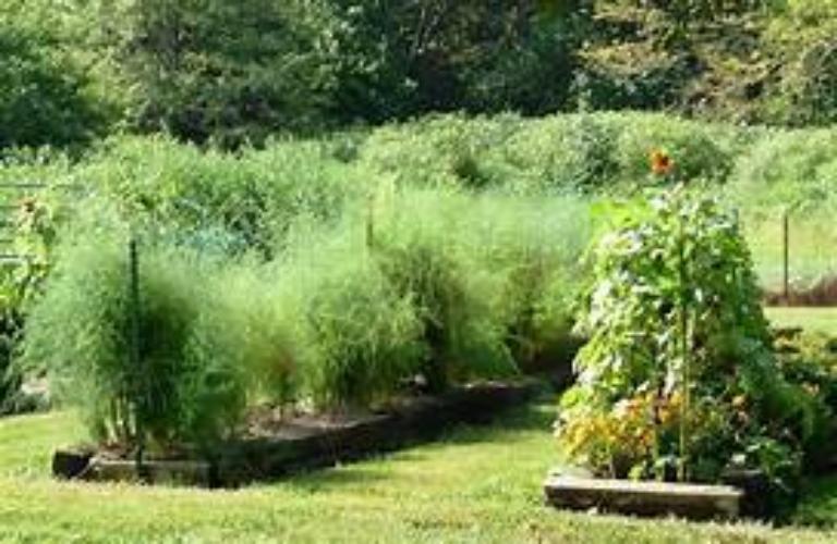 giant asparagus plant 25 - Jersey Giant Asparagus Roots