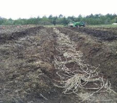 No more waiting. Buy the best Asparagus croroots online. Buy 3 year Asparagus roots and crowns for sale. Gardening and growing Asparagus plants roots crowns 3 year is fast and easy . Image your garden full of fresh organic Asparagus roots just waiting to start producing for you. Easy to plant Asparagus crowns roots fast to grow. A gardening delight.