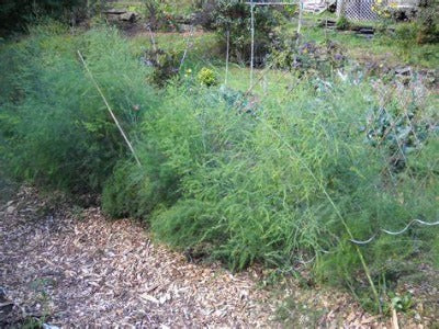 Buy 1 Get 1 Free Jersey Giant Asparagus roots for sale. Where to buy Jersey Giant1 year Asparagus roots near me? Buy many varieties and grow a showcase garden.