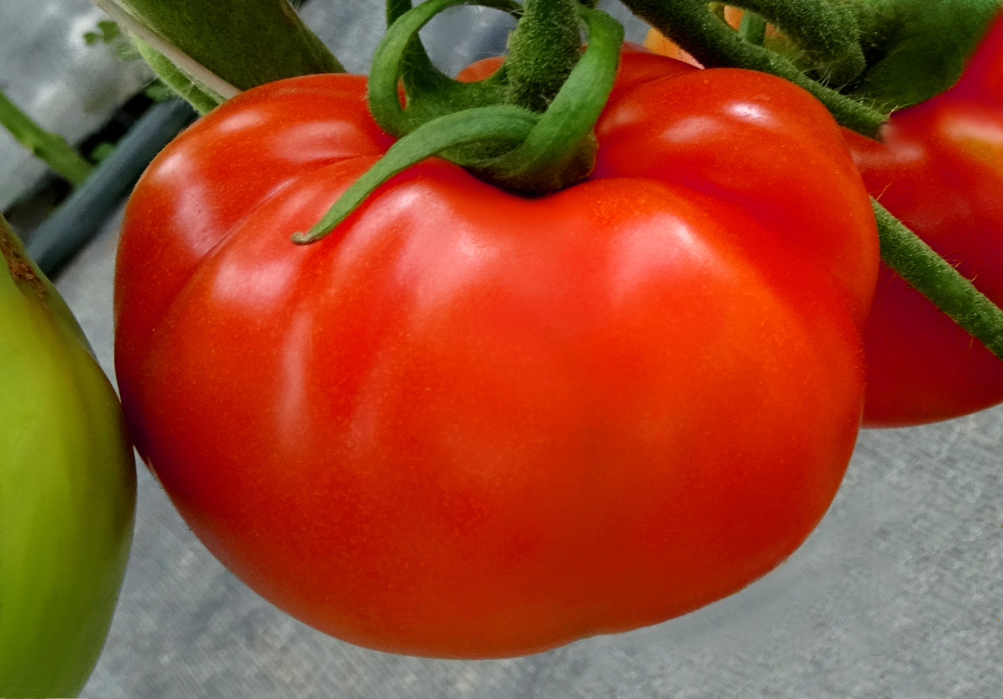 Tomato Plants World's Biggest Buy 1 Get 1 Free * $8.00