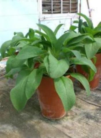 Why buy mature organic Comfrey plants and roots for sale. Comfrey will make a show case garden plant for you. Plant in container or directly to your garden. The leaves are long pointed and a medium green color. Easy to plant. No maintenance. Enjoy the benefits of this amazing plant. Buy many and dry for when there is none. Buy best near me. Plant Xomfry in "Grow Greener Fabric Grow Bags and skip all the garden prep. Plant your garden in Grow Bags