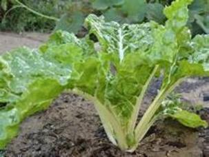 Gardening Swiss Chard is a care free garden delight.