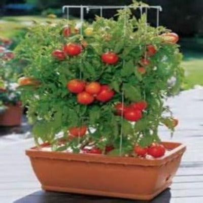 potted tomato plants for sale Tomato Plants World's Biggest Tomato – Asparagus Roots For Sale