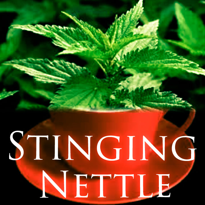 Stinging Nettle Organic Dried Ready To Use