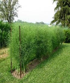 Buy 2 Year Buy 1 Year Asparagus Roots in all varieties, 2 Year are a great addition to your garden. They cost less than 3 year and are easier to plant. Where to buy mature organic the best e year near me.