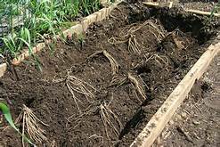 Asparagus Roots 1 Year  Buy 1 Get 1 Free !!