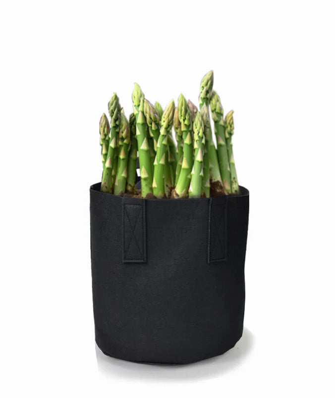 Buy 25 - 3 Year Jersey Knight Asparagus Crowns Buy Now  $6.75 ea. !!!