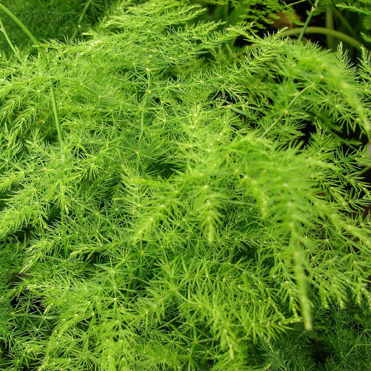 25 Asparagus  Crowns Roots 1 Year All Varieties - Buy 1 Get 1 Free !