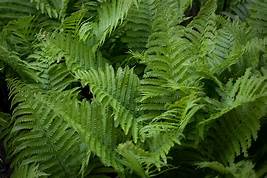 All Fern Plants  Fiddlehead Fern- Christmas Fern *