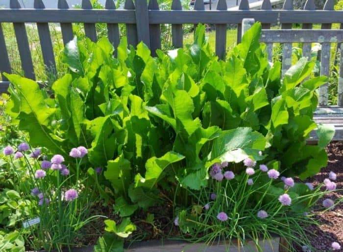 Why plant Horseradish root? Horseradish is organic naturally grown - a hot flavorful delight easy to add to any recipe. Where to buy Horseradish root near me? Buy the best organic Horseradish online from the Asparagus Farm. 