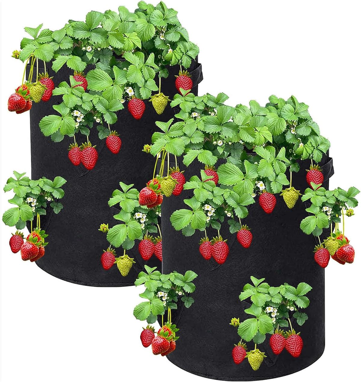 Everbearing Strawberry plantinf in gGrow Green Grow Bags. Fast easy planting everbearing Strawberry plant, buy now