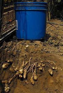 Sunchokes are easy to plant and fast to grow. The Sunchoke tuber is the edible part . Similar to potatoes but with a different flavor. Buy the best organic farm raised Sunchokes. Buy many and store the extra for when there is none. 