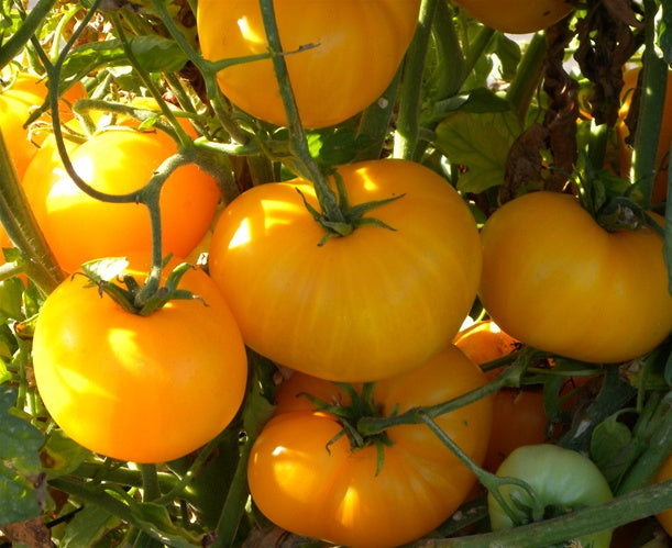Where to buy the best organic Yellow Sweet and Tangy Tomato Plants.near me. Buy many a gardening delight. Easy to plant. Fast to grow. Plant garlic in and around your tomato plant and keep garden pests out. 