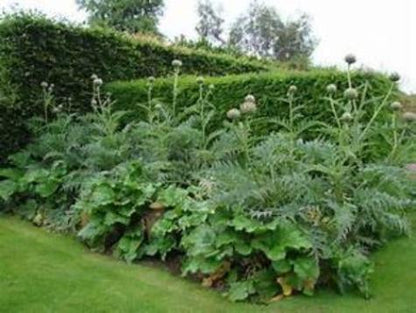 Artichoke Plants easy to plant fast to grow. Feed the Skip Jack Fish Emulsion and give them Red Wiggler Worms. Where To Buy Near Me? Buy best by now- they won't last long.
