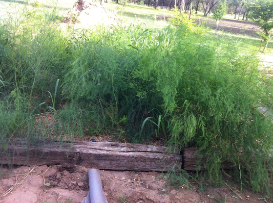 Buy best near me. Organic  Jersey Supreme  3 year make average size spears and plenty of them all season. Plant many Jersey Supreme 3 Year Asparagus and make your garden a show case. Easy topland fast to grow. A real gardeners' delight.e