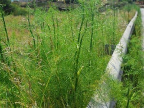 Heirloom 3 Year Asparagus roots and crowns.  Where To Buy Near Me? Buy Best Buy From Asparagusrootsforsale.com 75 year Asparagus farm.