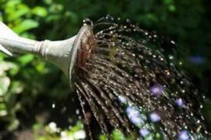 Everbearing Strawberry Plants. Fast growing easy to plant  Everbearing Strawberry plants for sale. Plant everbearing Strawberry Plants in a Fabric Grow Bag and enjoy easy gardening free of pests and animals.