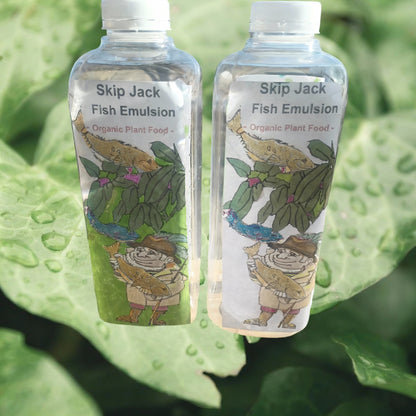 15 - Jersey Giant Roots  3 Year Asparagus Roots - Crowns To Buy - $6.75 ea. ***