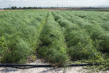 3 year Millennium asparagus roots planted in garden soil, perennial asparagus variety known for high yields. Live asparagus plants ready to plant. 