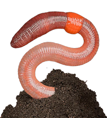 Red Wiggler Composting Worms Every Garden Should Have. Buy Near Me. Get Your garden fertilzer for free. Add Red Wiggler Composting Worms and let these great fellows do the work for you.