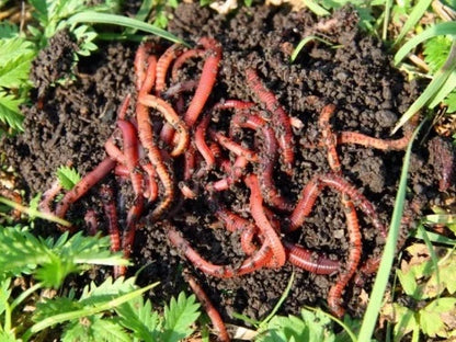 red wiggler worms in potted plants Red Wiggler Worms