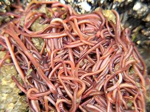 5  - Globe Artichoke Roots Plants For Sale -  Easy To Plant Fast To Grow !! 60$ **