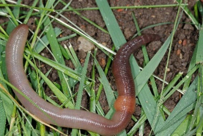 red wiggler worms in potted plants Red Wiggler Worms