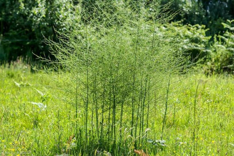 Jersey Giant make short thick spears. Buy 1 Get 1 Free !! Jersey Giant 1 year  and enjoy Asparagus for many years.