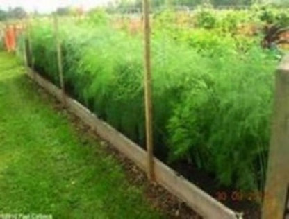 Buy 3 year  Heirloom Asparagus roots crowns for sale.  A great gardening investment. All natural easy to plant fast to grow and last 15 - 20 years. Providing you  each season with sweet tender spears and plenty of them. Buy the best from the Asparagus Farm. Organic fresh mature bare root Heirloom Asparagus 3 year. Delivered right to your door.
