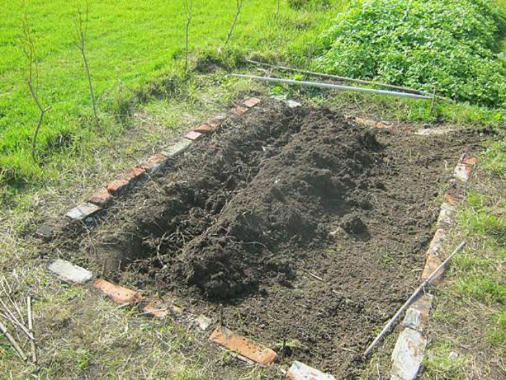 Gardening 1 years Jersey Giant is fun. Easy to plant fast to grow. Buy several varieties and enjoy.