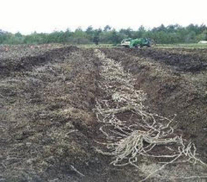 No more waiting. Buy the best Asparagus croroots  online. Buy 3 year Asparagus roots and crowns for sale. Gardening and growing Asparagus plants roots crowns  3 year is fast and easy . Image your garden full of fresh organic Asparagus roots just waiting to start producing for you. Easy to plant Asparagus crowns roots fast to grow.  A gardening delight.