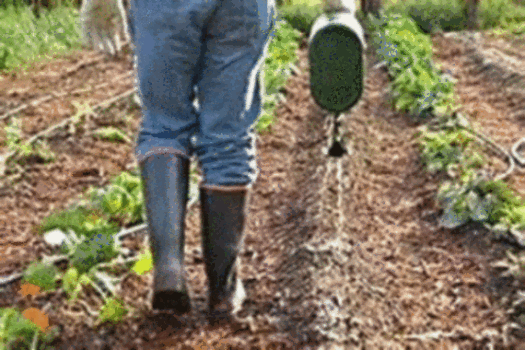 Where to buy Happy Meal Tomato Plant Food near me. Can you hear them crying? Feed  Me Happy Meal. Tomato plants like the rest of your plants need to be fed. Happy Meal is all organic use it as often as you like.  Garden and grow healthy garden plants. Give Compost Tea Plant Food and enjoy many great tomato harvest, Plant garlic around your tomato plants and keep the pests out.