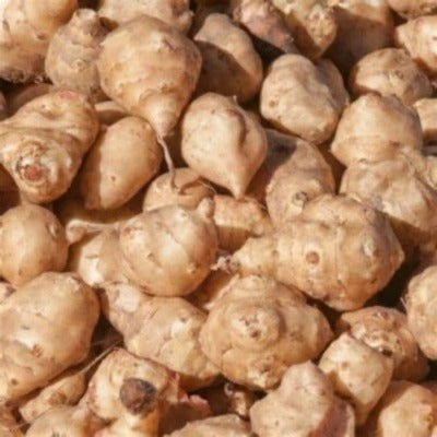 Sunchokes Tubers plant many organic and enjoy easy gardening. Also called Jerusalem Artichokes - AKA